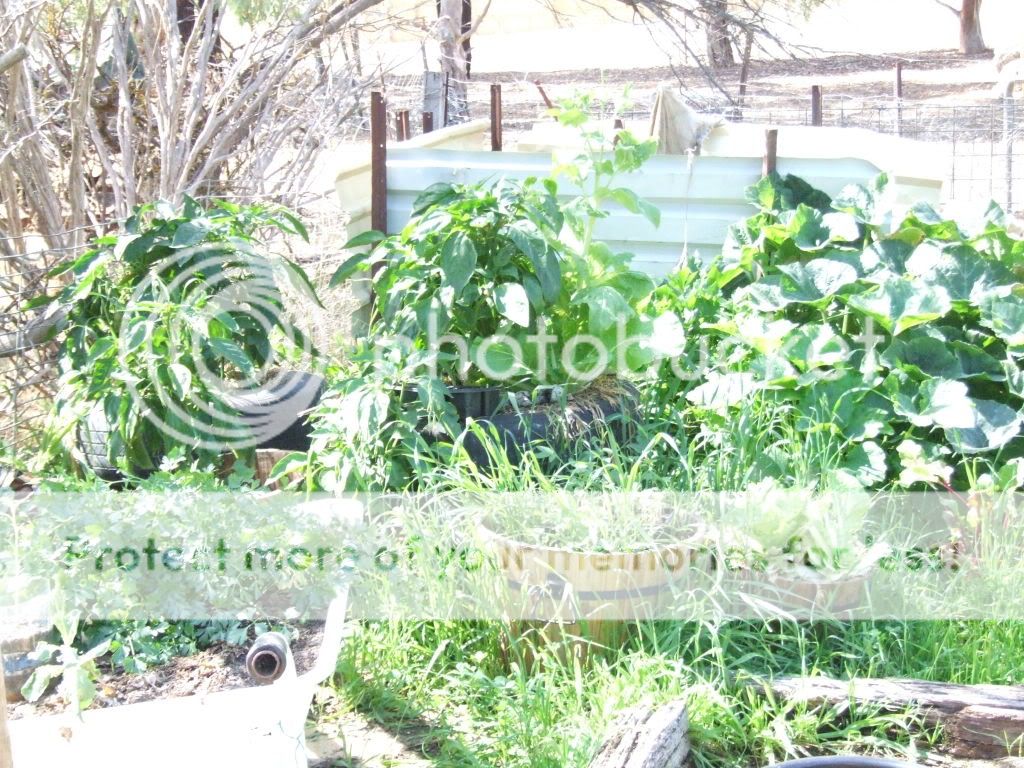 Cappcicums, herbs and other goodies