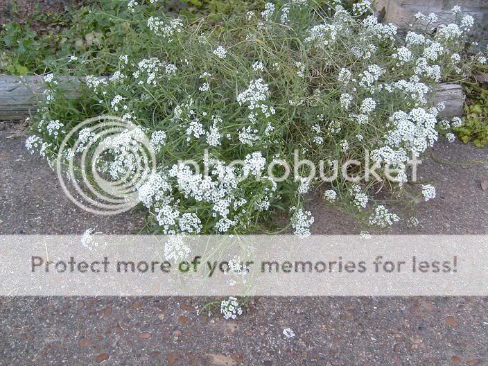 Irebis/Candytuft