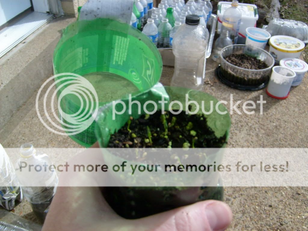 Lycium Chinense/ Goji Berry