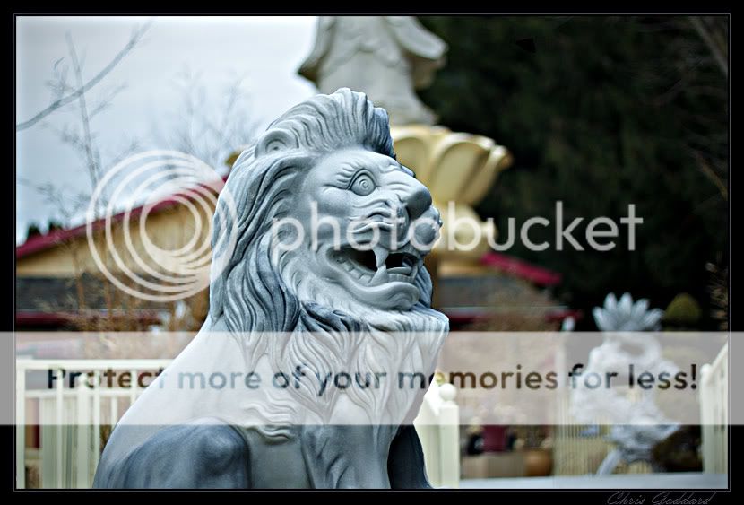 IMAGE: http://i735.photobucket.com/albums/ww352/nemochocolate/Lion1.jpg