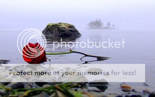 rosas Pictures, Images and Photos