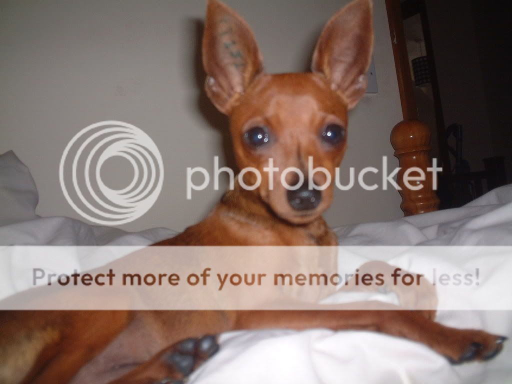 Bat eared dogs photo thread.