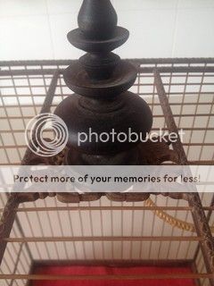 Bán vài cái lồng mi, chào mào - 4