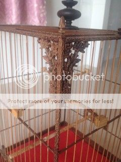 Bán vài cái lồng mi, chào mào - 5