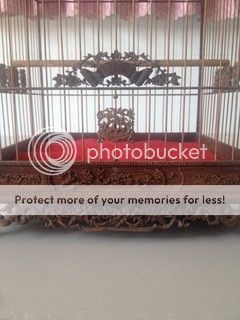 Bán vài cái lồng mi, chào mào - 7