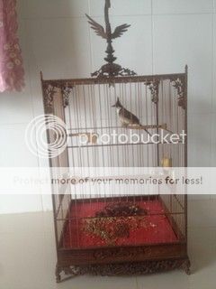 Bán vài cái lồng mi, chào mào - 9