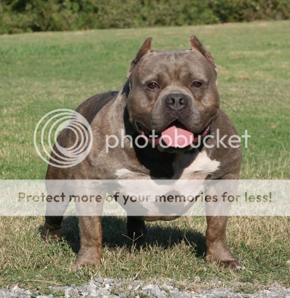 American bully American bully