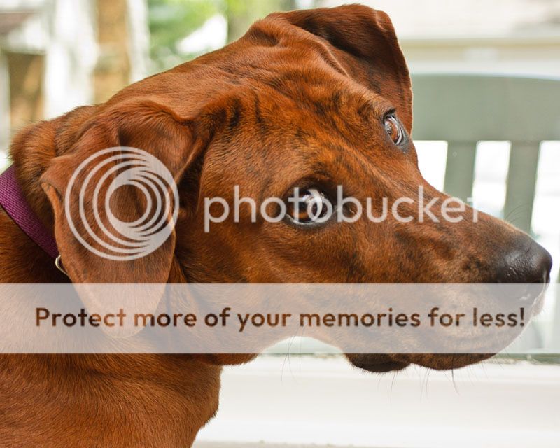 IMAGE: http://i735.photobucket.com/albums/ww357/oldvultureface/IMG_4863a.jpg~original