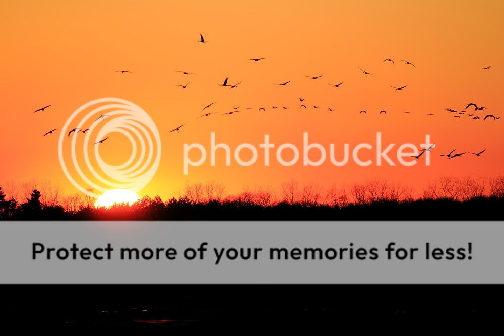 IMAGE: http://i735.photobucket.com/albums/ww357/oldvultureface/Jasper%20Pulaski%20100314/IMG_2610.jpg