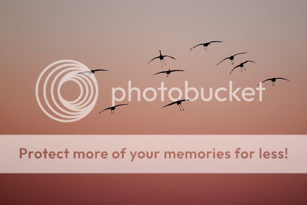 IMAGE: http://i735.photobucket.com/albums/ww357/oldvultureface/Jasper%20Pulaski%20100314/IMG_2619.jpg