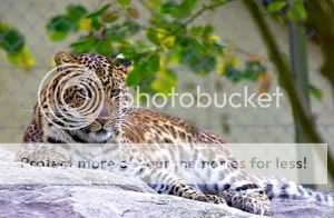 IMAGE: http://i735.photobucket.com/albums/ww357/oldvultureface/POTN/010a.jpg