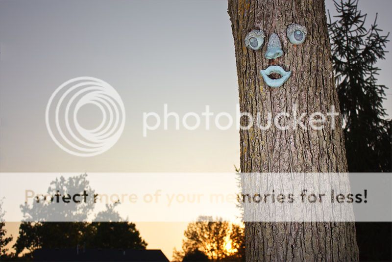 IMAGE: http://i735.photobucket.com/albums/ww357/oldvultureface/POTN/IMG_1368copy.jpg