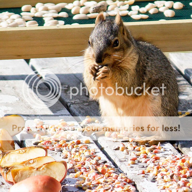 IMAGE: http://i735.photobucket.com/albums/ww357/oldvultureface/POTN/IMG_2347b.jpg