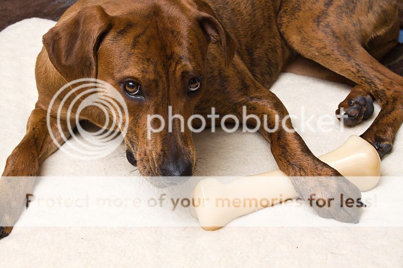 IMAGE: http://i735.photobucket.com/albums/ww357/oldvultureface/POTN/IMG_3343a_zps8b98bf48.jpg