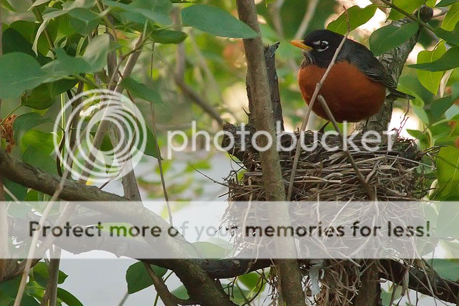 IMAGE: http://i735.photobucket.com/albums/ww357/oldvultureface/POTN/IMG_3611a.jpg