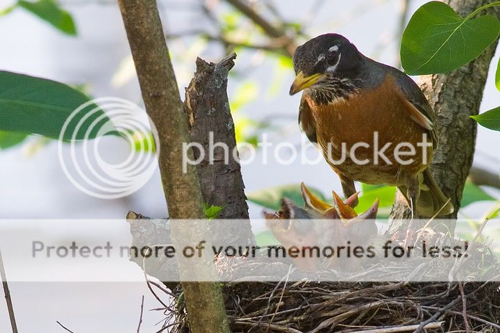 IMAGE: http://i735.photobucket.com/albums/ww357/oldvultureface/POTN/IMG_3723b.jpg