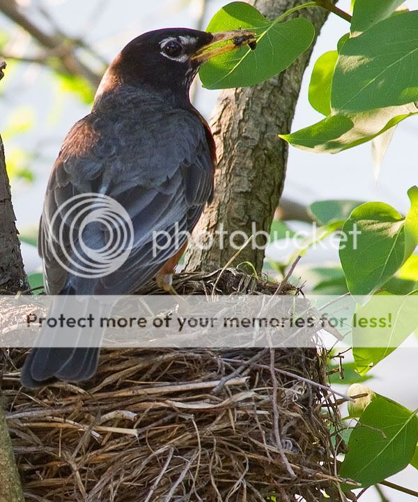 IMAGE: http://i735.photobucket.com/albums/ww357/oldvultureface/POTN/IMG_3738.jpg