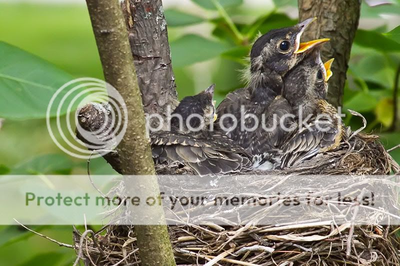 IMAGE: http://i735.photobucket.com/albums/ww357/oldvultureface/POTN/IMG_3829.jpg