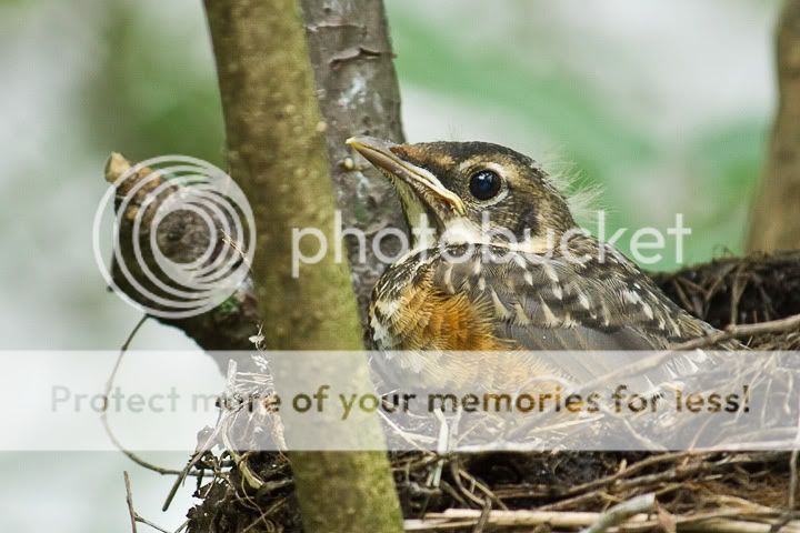 IMAGE: http://i735.photobucket.com/albums/ww357/oldvultureface/POTN/IMG_3845.jpg