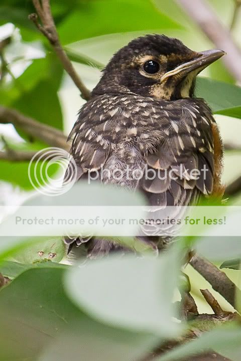 IMAGE: http://i735.photobucket.com/albums/ww357/oldvultureface/POTN/IMG_3848.jpg