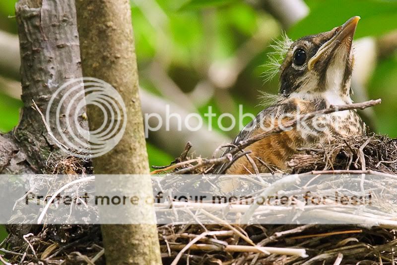 IMAGE: http://i735.photobucket.com/albums/ww357/oldvultureface/POTN/IMG_3852a.jpg