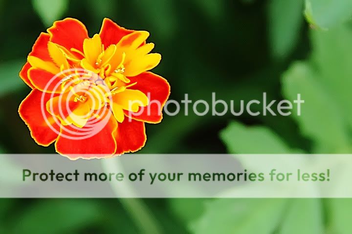 IMAGE: http://i735.photobucket.com/albums/ww357/oldvultureface/POTN/IMG_4269c.jpg