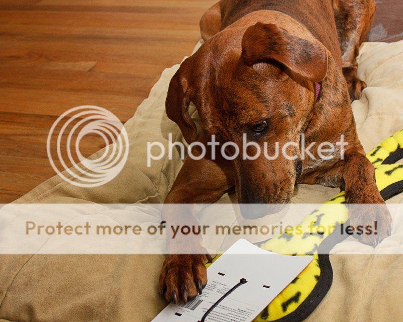 IMAGE: http://i735.photobucket.com/albums/ww357/oldvultureface/POTN/IMG_4820a.jpg~original