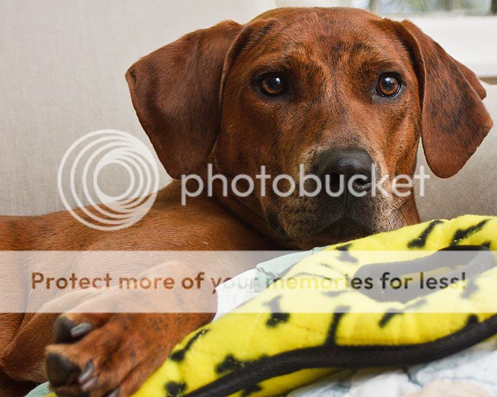 IMAGE: http://i735.photobucket.com/albums/ww357/oldvultureface/POTN/IMG_4831a.jpg~original