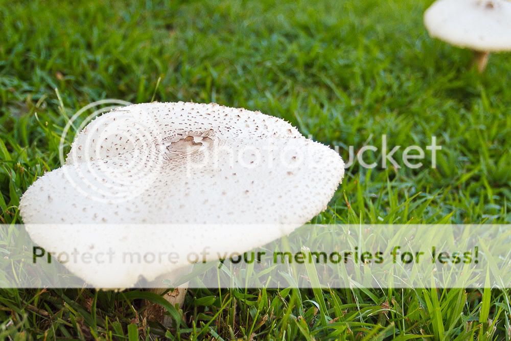 IMAGE: http://i735.photobucket.com/albums/ww357/oldvultureface/POTN/IMG_8051.jpg