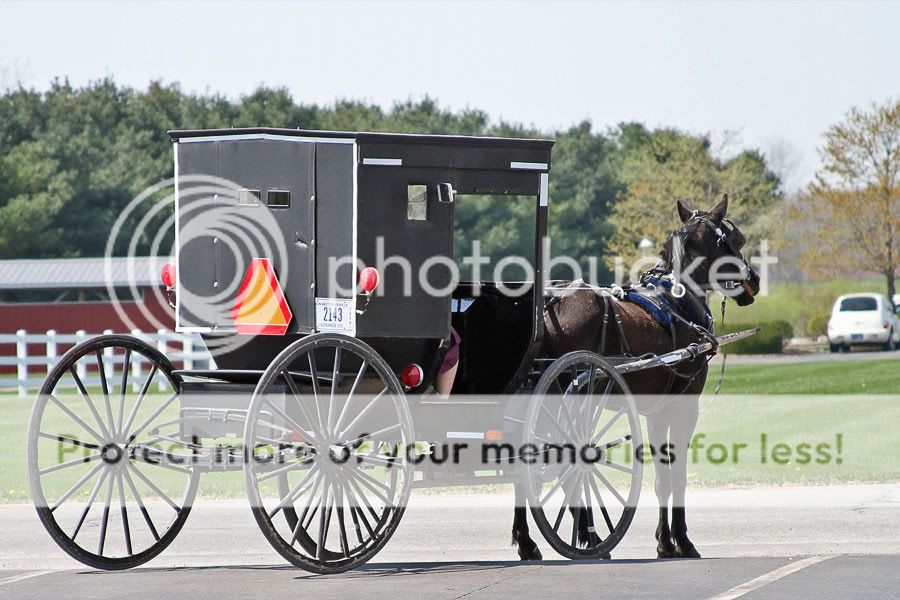 IMAGE: http://i735.photobucket.com/albums/ww357/oldvultureface/Shiipshewana2010/IMG_3320.jpg