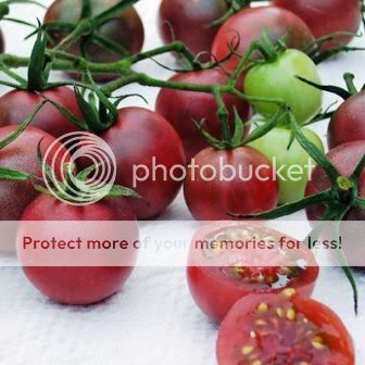 photo courtesy Oasis-Gardening/Product